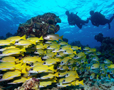 Banana Reef (Банановый риф)